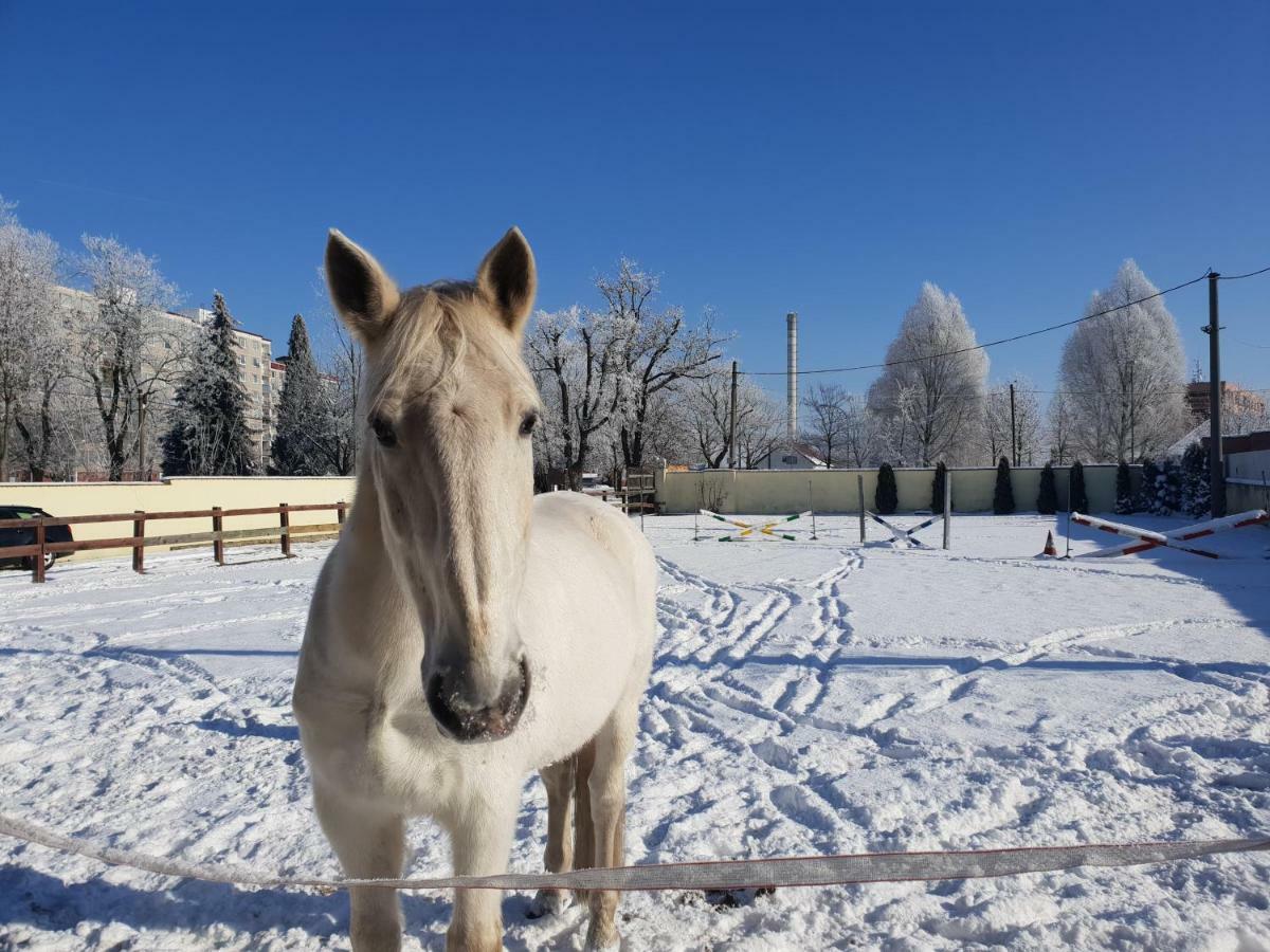Farm Stay Nh Stables Nyrany المظهر الخارجي الصورة
