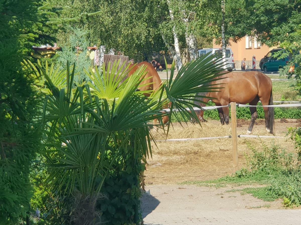 Farm Stay Nh Stables Nyrany المظهر الخارجي الصورة