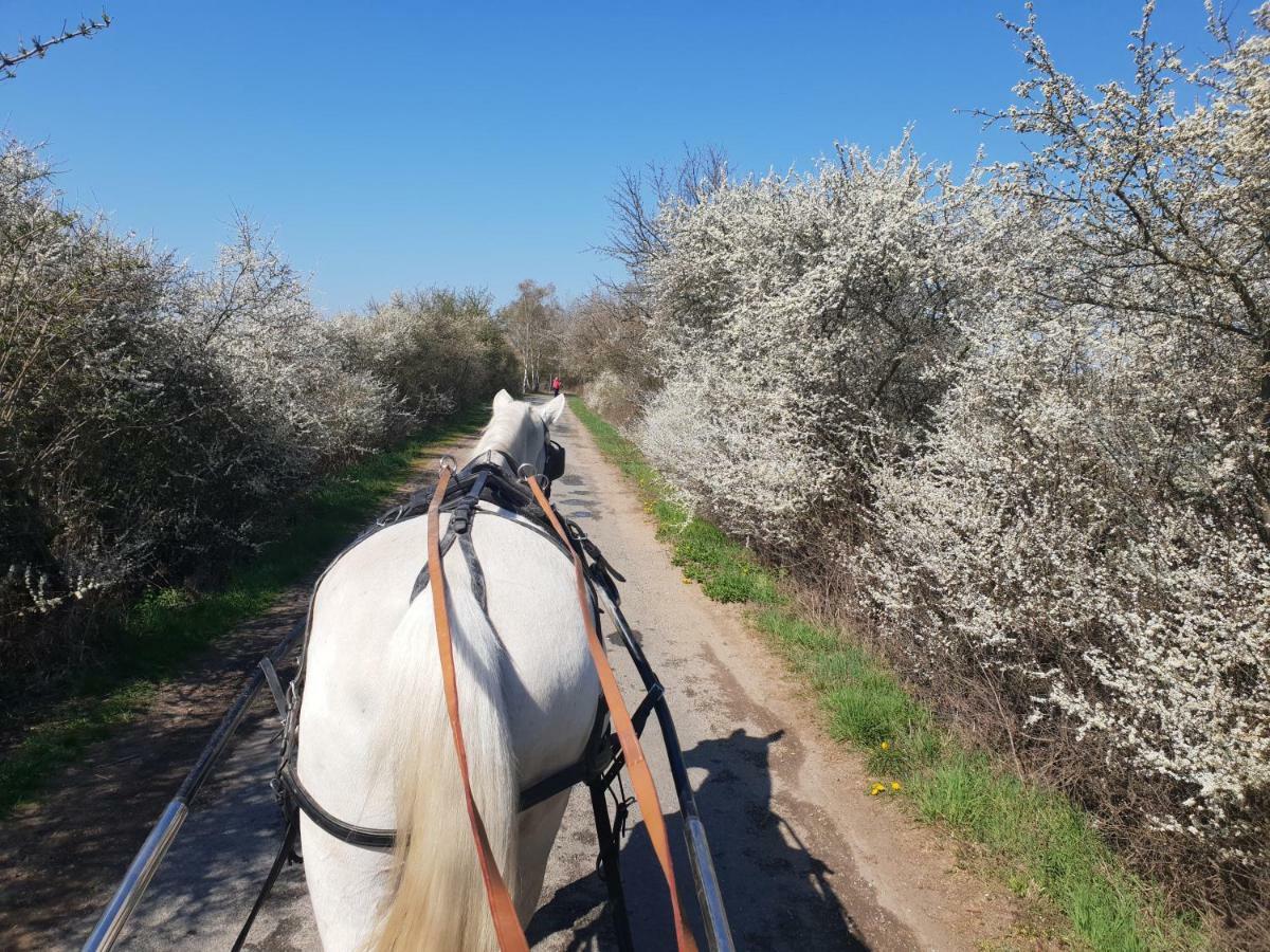 Farm Stay Nh Stables Nyrany المظهر الخارجي الصورة